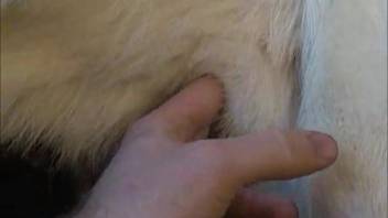 Guy manually stimulating his canine's hairy vagina on the ground