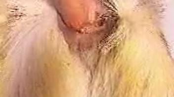 Aroused guy satisfies his lust by screwing beasts