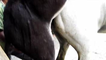 Pale female horse is screwed by a donkey with a huge cock