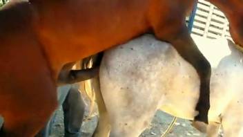 Stallion bangs female horse while guy tapes the whole thing