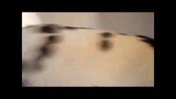 The Dalmatian's shaft is manually stimulated in a free adult video.