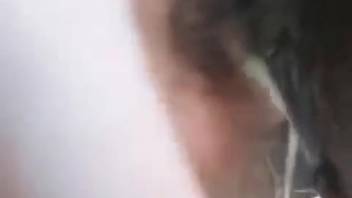 Guy screwing a drenched horse pussy in a steamy animal sex video