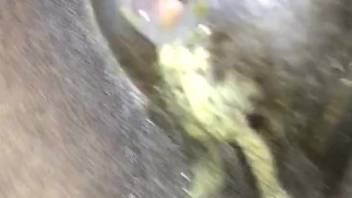 Intense bestiality session featuring a naked guy with a massive cock