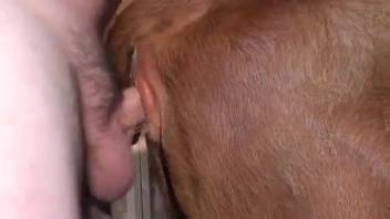 Steamy mare desperate to be pounded by an enormous cock