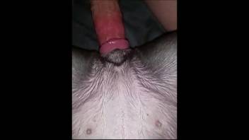 Guy penetrating a stunning canine with his erect cock