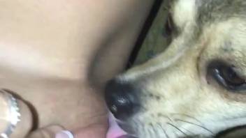 Canine tongues lady's smooth pussy in superb adult action