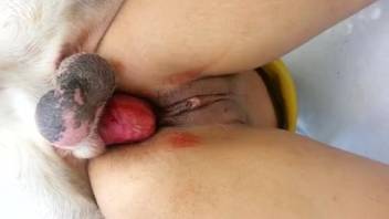 Newly stretched animal-lover's cunt appears truly mouthwatering