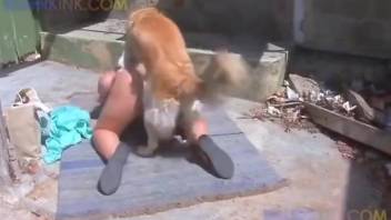 Meaty booty babe gets screwed by a horny doggo
