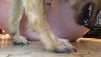 Screwing on the ground with a snug vagina beast lover