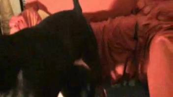 Bare cunt play fits novice hottie covered in canine semen