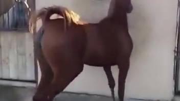 Sexy mare in heat cannot stop teasing the camera