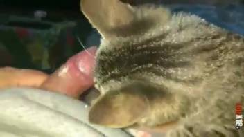 Hot kitten tonguing every inch of that nasty dick