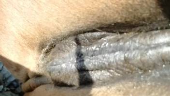 Man wields his stunning dick to bang a hot vixen
