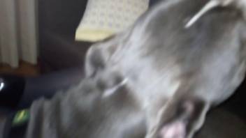Tasty adult orifice penetrated by a creature's tongue