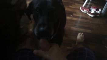 Cute puppy receives a massive cumshot on the face in a point-of-view clip