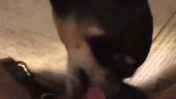 Canine nips at lady's private parts following a lick
