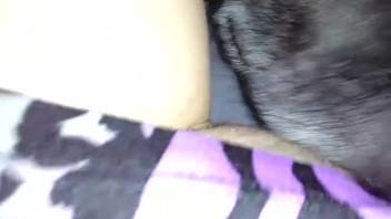 Curvy woman being digitally pleasured by her guy and tongued by a dog