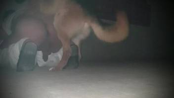 Big-butted animal enthusiast being screwed by a lustful creature