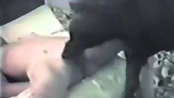 Elegant lady recorded in retro bestiality footage handling a massive canine penis