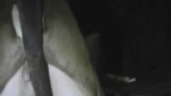 Incredible long-tailed dog pounds my wife's gaping wet pussy