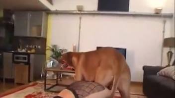 Sexy dark-haired woman thrusts a huge canine penis into her snug openings