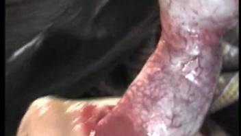 Dark-haired woman blowing a canine's erect cock while pleasuring herself
