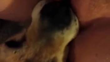 Beast-loving woman allows the dog to devour her pussy
