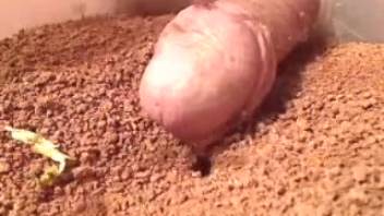 Aroused guy enjoys ants creeping over his cock in that way