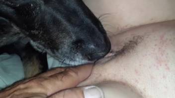 Beast-loving vagina being completely tongued by a canine