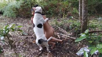 Lustful dark-haired lady enjoys erotic delights with her canine companion