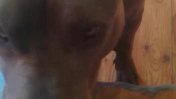 First-person view blowjob adult film starring a highly focused canine