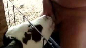 Guy enjoys immense pleasure thrusting his cock into a calf's mouth