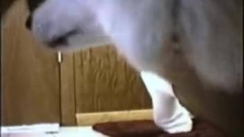 Guy allows the beast to perform a hot ass-licking on him for the camera