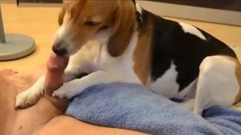 Lick