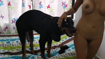 High-quality homemade porn featuring an amateur lady getting fucked by a dog in her vagina