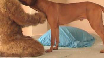 Blonde in animal costume gets screwed by a naughty small doggy