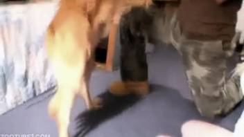 Cheerful blonde babe being savagely fucked by a mongrel
