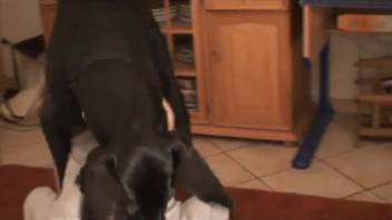Fiery-haired woman screwing around with a dark canine