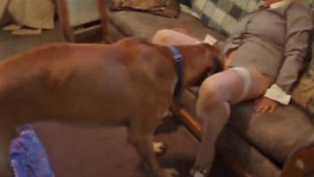 Adorable well-trained Labrador and disguised blonde engage in stunning doggy-style intercourse