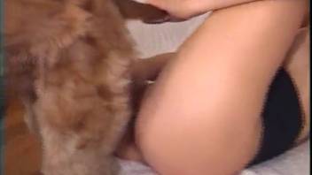 Incredible canine zoophilia collection featuring beagles and a black Doberman